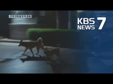 주택가에 들개 떼 출몰…고양이·가축 등 공격 ‘주민 불안’ / KBS뉴스(News) 주택가에 들개 떼 출몰…고양이·가축 등 공격 ‘주민 불안’ / KBS뉴스(News)