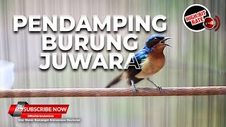 Download lagu 🔴Kolibri Wulung Gacor Tembakan Melengking❗️Spesial Pendamping Burung Juara mp3