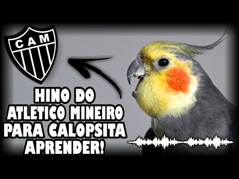 ASSOBIO CALOPSITA -  HINO DO ATLÉTICO MINEIRO! (PARA ENSINAR CALOPSITA)