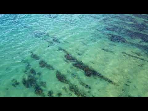 Dolphins in the wild.