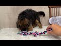 German Shepherd dogs for sale: Oliver  - Video 3