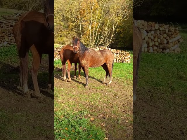 Jument Arabe de couleur Bai