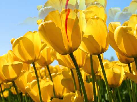 AlexUnderBase & Mirela - Feelings (Remix By DJ ADI)