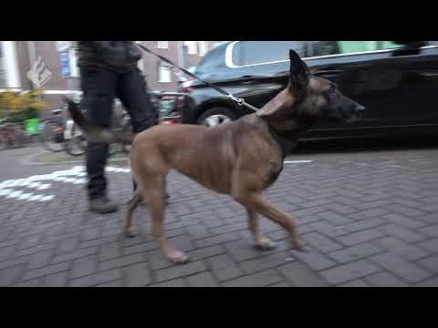 Albanezen aangehouden in verdovende middelen onderzoek