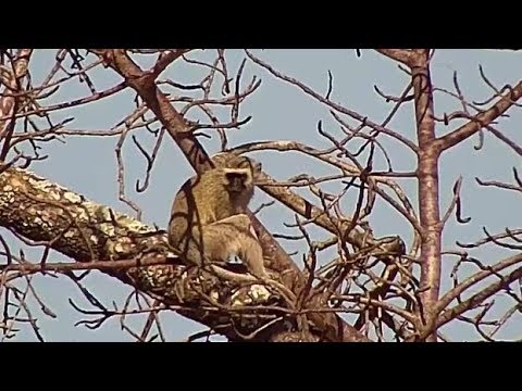 Djuma: Vervet Monkey in tree - 07/18/19