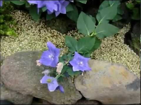 キキョウ科 - 定義