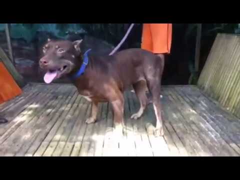 IDBR - TRI DATU'S "EXIRA"