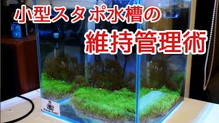 (サンゴ水槽）格安スターポリプ水槽、維持管理術