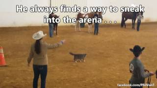 Mittens thinks he's a show horse