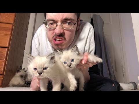 KITTENS 🐱 - Ricky Berwick