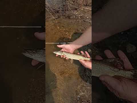 Fishing With Spinner Bait Canora Dam.