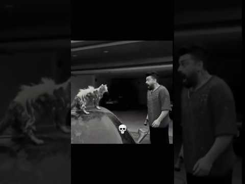 don't mess with cat 😺 #ytshorts #viralshorts #reaction