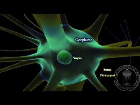 comment renforcer systeme nerveux