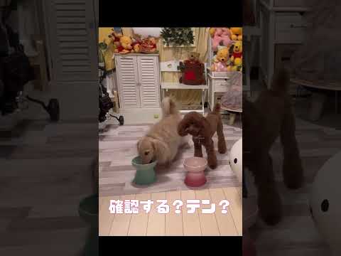 「犯罪現場: プロフェテウス」: マスター氏、マン氏、犬のバナナとは誰ですか?