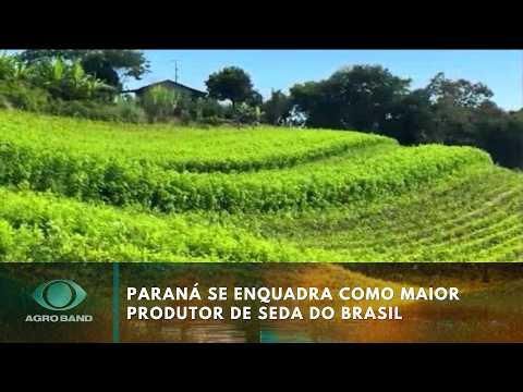 Paraná se enquadra como maior produtor de seda do Brasil | Agro Band