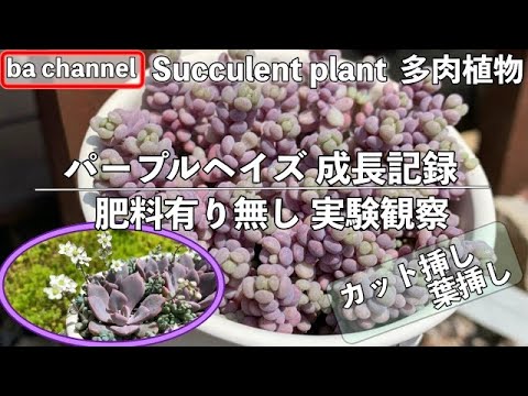 背の高い紫色の鐘 植物