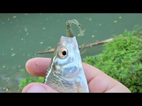 Új Temus csali felavatva🦈🦈🦈