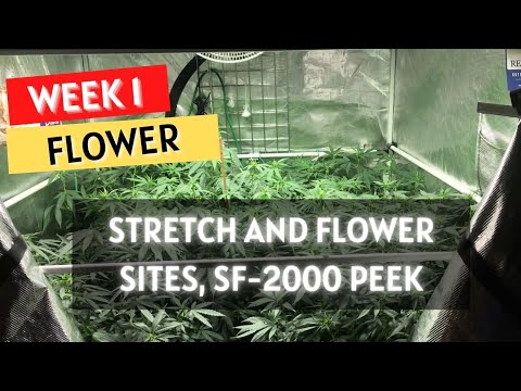 Growing: Week 1 Flower and the Updated Spider Farmer SF-2000 grow series