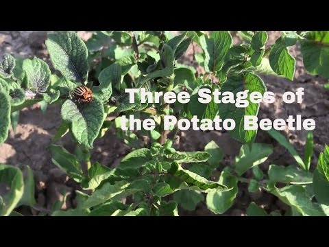 , title : 'Introducing the Colorado Potato Beetle'