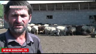 Чеченские аграрии успешно обеспечивают внутренний рынок сельхозпродукцией
