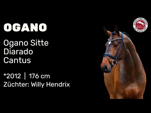 Ogano *2012 von Ogano Sitte x Diarado | Hengstschau Sosath 2024