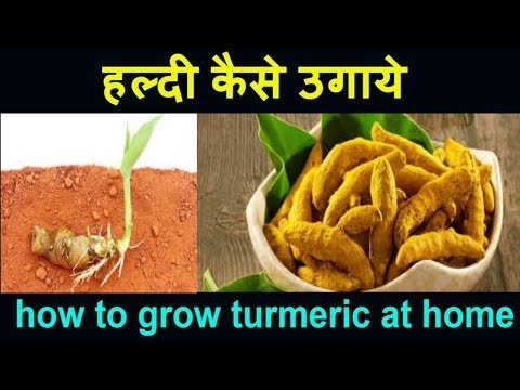 How to grow turmeric root at home / haldi kaise ugaye/ how t...