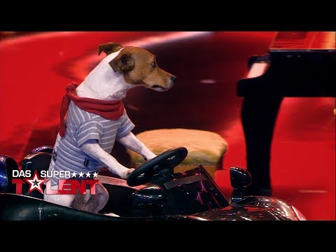 Hund Pepsi ist ein echtes Multitalent | Das Supertalent 2017 | Sendung vom 16.09.2017