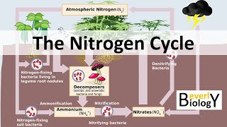 Nitrogen Cycle (updated)