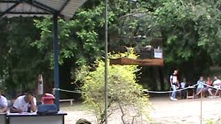 CURIO LUA  DE MEL