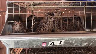 How We Make Multiple Incomes From Quail On Our Farm