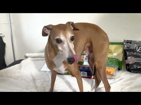 What’s the best dog food? My dogs did a taste test.