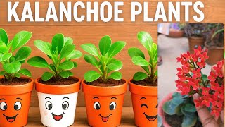 अभी समय है कलंचू प्लांट की रिपोर्टिंग कर लीजिए ठंडी में फूलों से गार्डन भरजाएगा#gkgarden #viralvideo