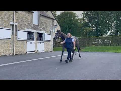 2021 October Yearling Sale - Lot 1b c. ROARING LION x EVERY TIME