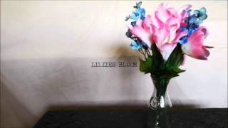 The Millennials - Lillies Bloom (Official Audio)
