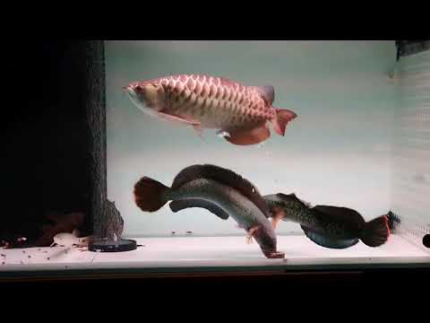 Snakehead vs Arowana | Channa Barca vs 24k Golden Arowana