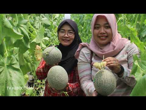 Kunjungan KWT Desa Dermaji ke Greehouse Safari Golden