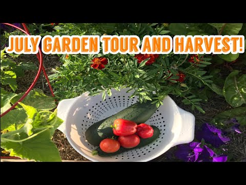 JULY 2020 Container Garden Tour and Harvest