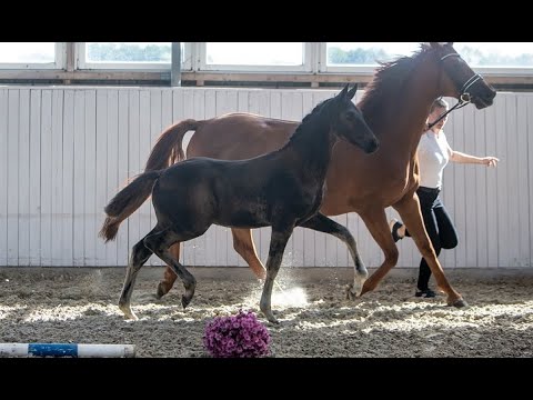 Kat. Nr. 68 - Hengstfohlen "Hamilton" v. Ivanhoe - Lacroze Selsø *2021 - Trakehner Hengstmarkt 2021