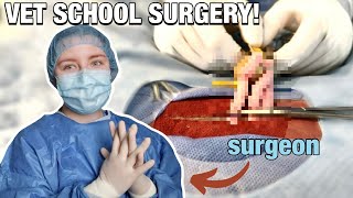 MY FIRST SURGERY IN VET SCHOOL: getting to operate for the first time 🐶