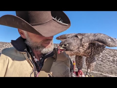 Colorado falconer warns other bird owners after beloved falcon dies of avian flu