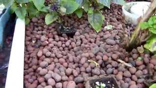 preview picture of video 'DIY: Backyard Aquaponics Garden by Timothy McCarthy Hollywood Florida'