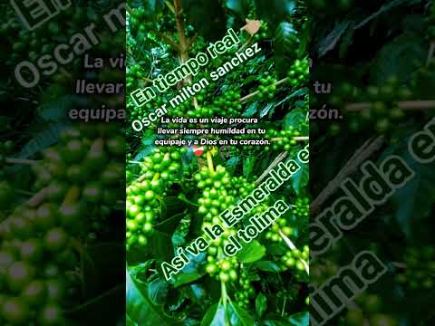 Vereda tierras blancas del munisipio del valle de sanjuan  tolima la Esmeralda 🍒 para el 2026 👊🏼🇨🇴