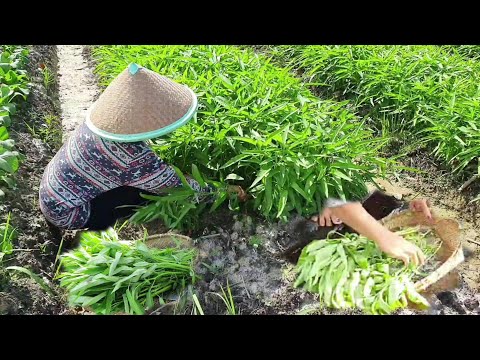 Delicious exorbitant !!! Try to cook kale like this, keep your stomach hungry