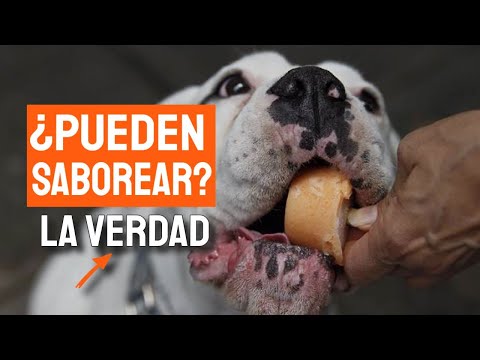 ¿Los PERROS tienen SENTIDO del GUSTO? 🐶🫕¿Pueden Saborear?