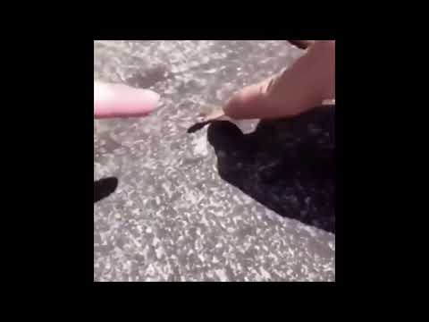 Little babyman snake