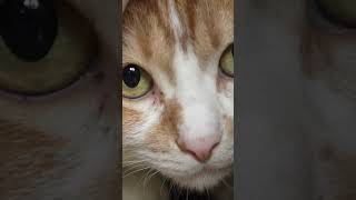 ねこ ネコ 猫 Cat 4 #Shorts