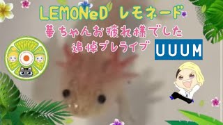 LEMONeDさんの華ちゃん追悼プレ🌸