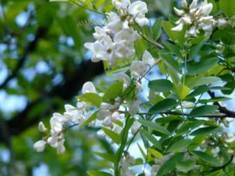 Bilbilat e Xhennetit