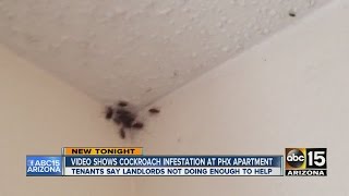 Video shows cockroach infestation at Phoenix apartment