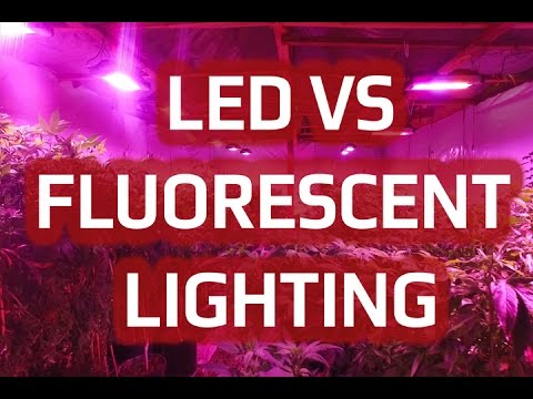 download lagu mp3 mp4 Difference Between Fluorescent And Led, download lagu Difference Between Fluorescent And Led gratis, unduh video klip Difference Between Fluorescent And Led
